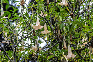 Palheiro Gardens Brugmansia, Angel's Trumpet