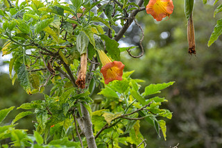 Palheiro Gardens Brugmansia, ANgel's Trumpet