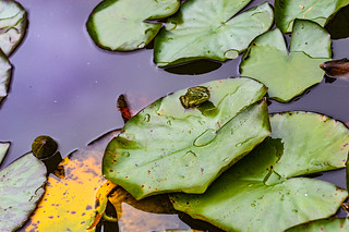 Palheiro Gardens Lily Pond