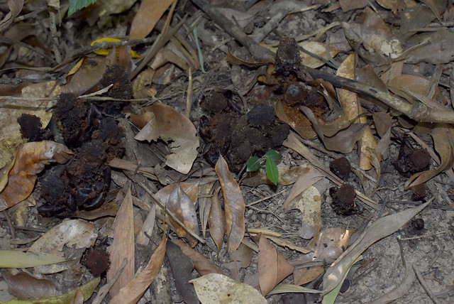 Balanophora fungosa ssp fungosa, Smithfield Regional Park, Cairns, QLD, 16/10/23