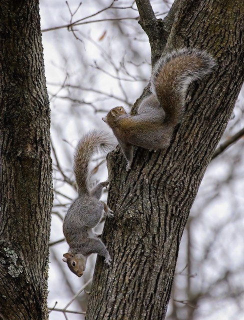 Park Squirrels