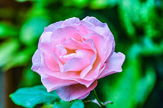 Palheiro Gardens Garden Rose