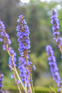 Palheiro Gardens Lavender