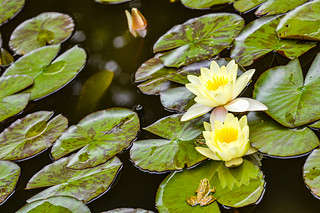 Palheiro Gardens Lily Pond