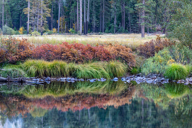 Meadow and Reflections