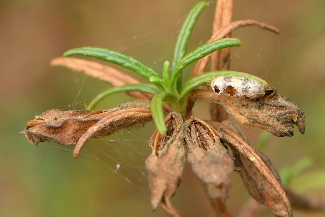 Pupal case of a wasp on Bush Monkeyflower -- and seeds!