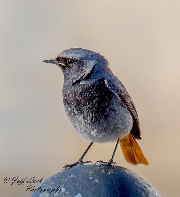 DSC9494  Black Redstart