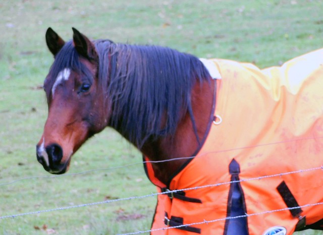 A Horse for the Tuesday is Orange Groups