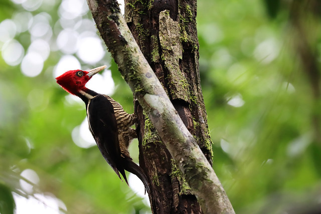 Pale-billed woodpecker hard at work in Corcovado National Park