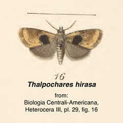Thalpochares hirasa BCA III pl29 fig16