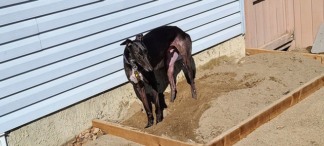 LOST black greyhound dog #Airdrie  PLEASE DO NOT CHASE Contact 403-816-8177 if sighted/found  Pls watch, share, help to locate JACKSON     Photos from Bev Lee's postvpdescription by  Photos from Bev Lee's post LOST black greyhound dog #Airdrie  PLEASE DO