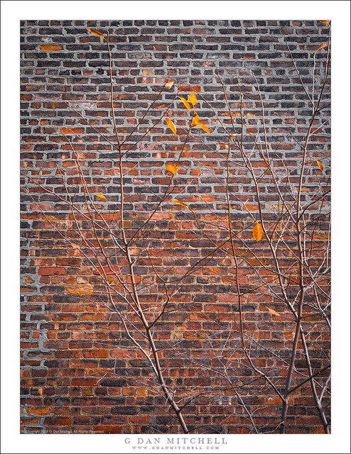Autumn Leaves, Brick Wall #2