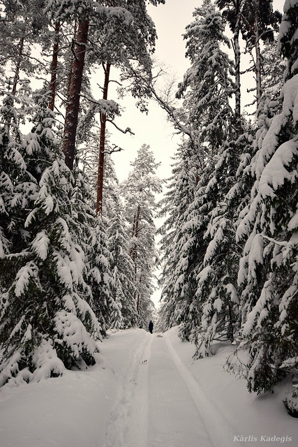 Snowy forest in Latvia