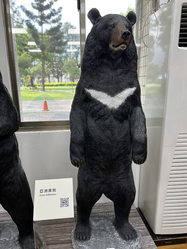 Formosan-black-bear