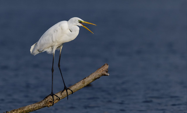 grande aigrette / great egret 23Q_3843