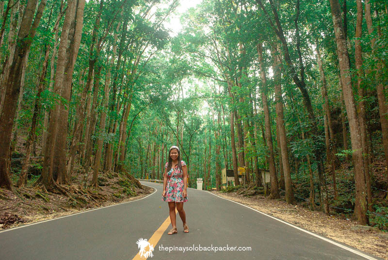 BOHOL TOURIST SPOTS - BILAR MAN-MADE FOREST