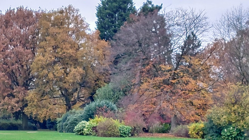 Autumn colour: more from West Park
