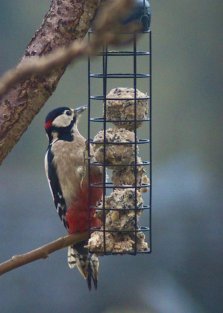 Lesser Spotted Woodpecker -Tamron SP 300mm