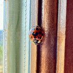 Ladybug, Cullowhee, NC 