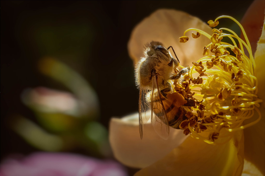Real Roses And Bees bee in the roses | The bees and flies are still at it in the… | Flickr