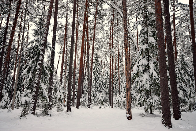 Snowy forest in Latvia