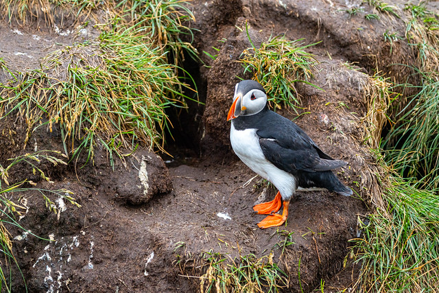 Atlantic puffin, standing, in the grass, in Iceland