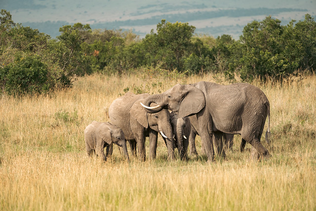 Family herd of elephants takes a drink from a watering hole in the Masai Mara in Kenya Africa
