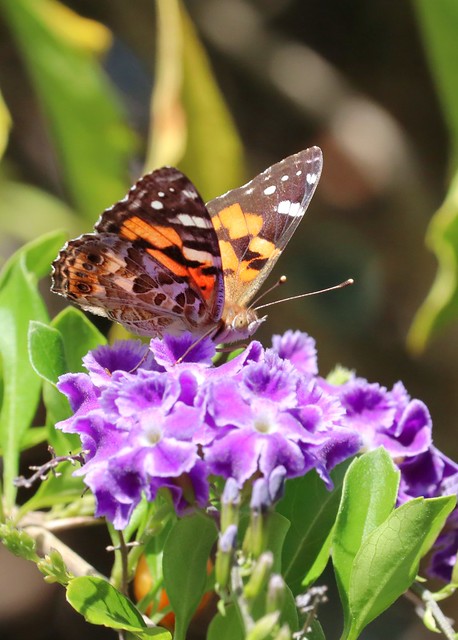 Painted Lady Butterfly 001