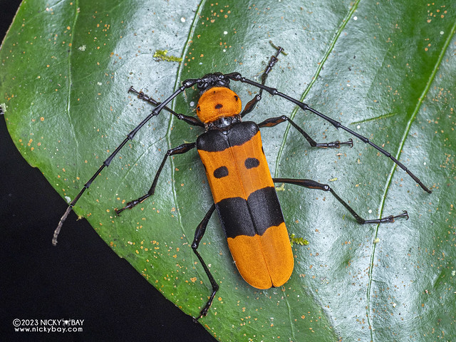 Longhorn beetle (Rosalia formosa) - PB182360