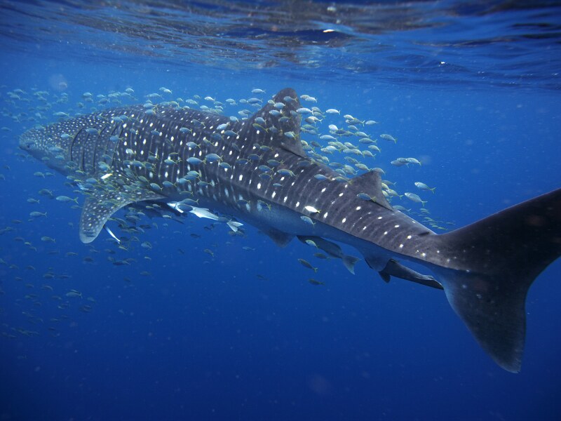 Chiapas tours - Whale Sharks At Isla Holbox