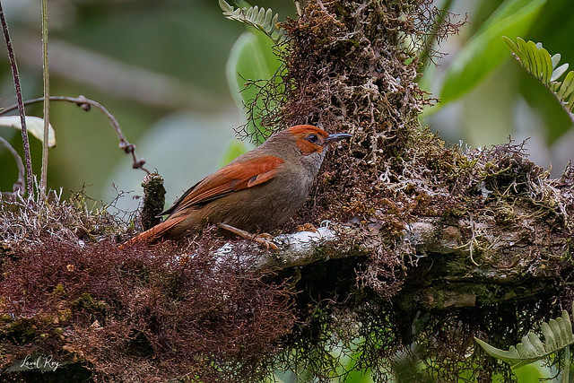 1.13459 Synallaxe à face rouge / Cranioleuca erythrops erythrops / Red-faced Spinetail