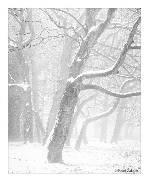 Snow, mist and trees