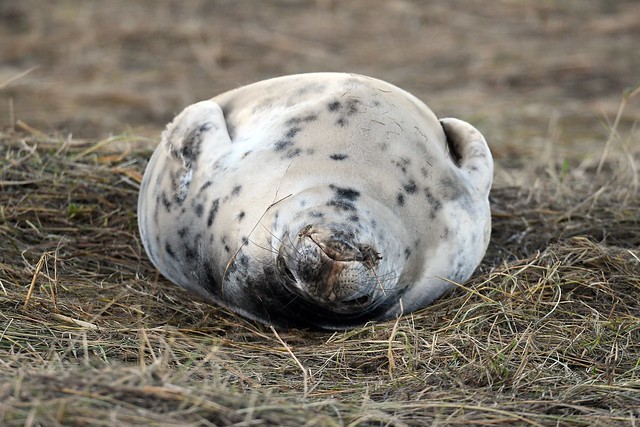 grey seal Halichoerus grypus