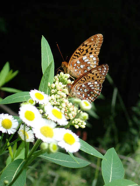 Argynnis cybele (back) & A atlantis (front)  great spangled & Aphrodite fritillaries