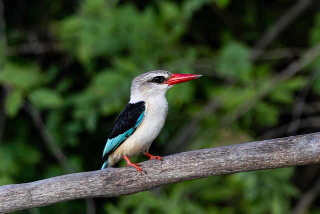 Brown-Hooded Kingfisher