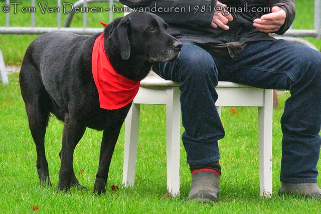 labrador-retriever - Canis lupus familiaris - Labrador Retriever