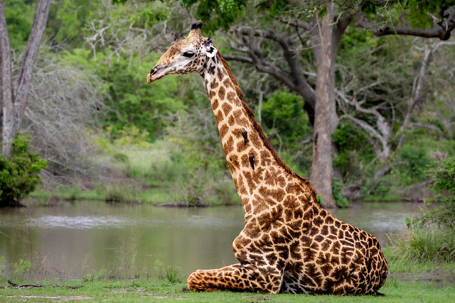 Giraffe at Rest