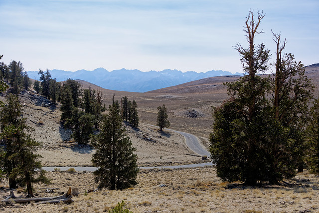 Get Yourself to the Ancient Bristlecone Pine Forest