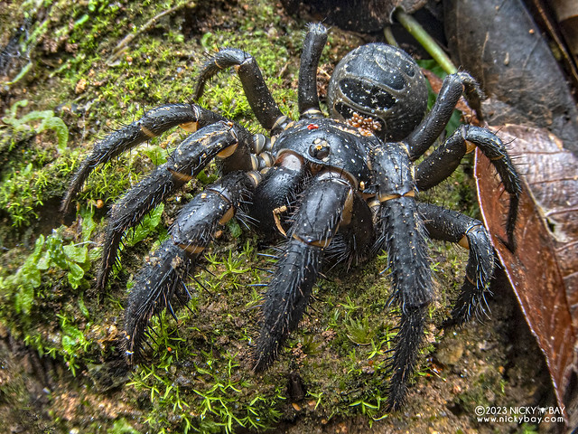 Armored trapdoor spider (Liphistius yamasakii) - PB182330