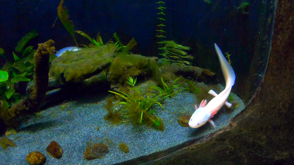 Planet Océan L’axolotl un poisson avec des pattes