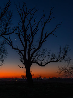 Phoenix Park crescent moon dawn