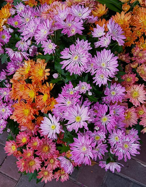 Chrysanthemum Colors