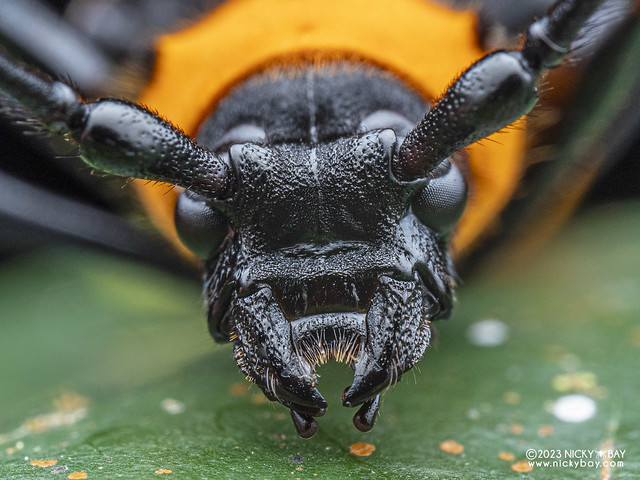 Longhorn beetle (Rosalia formosa) - PB182366