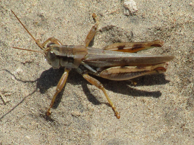 Melanoplus angustipennis, male