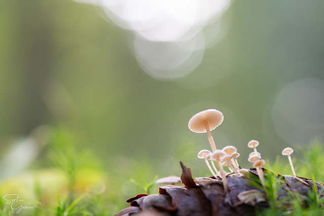 Pinecone mushrooms