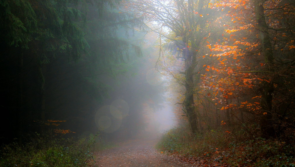 Dreamy Forest Path