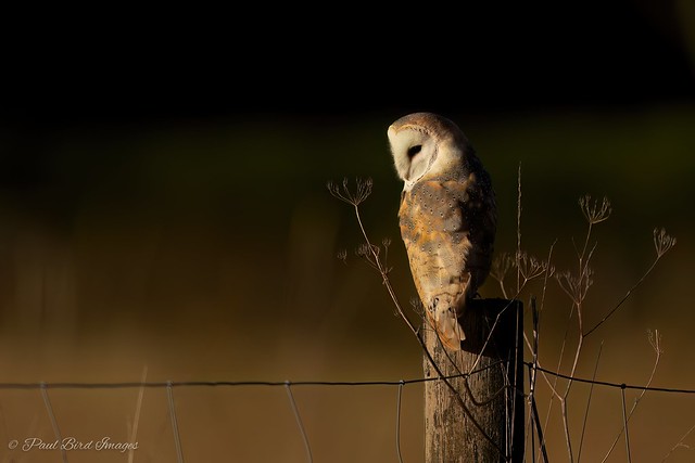 Norfolk Barn Owl