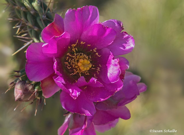 A brilliant cactus flower