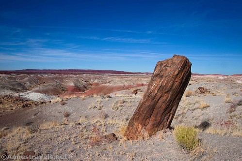 A stump on the Wilderness Trail in Petrified Forest National Park, Arizona