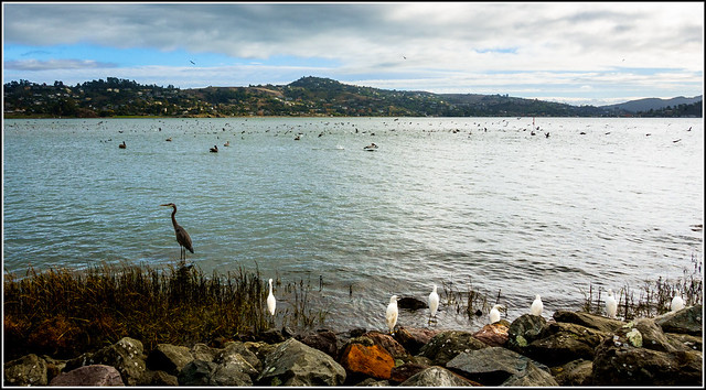 Yesterday, the herons and egrets decide to sit out the chaos of the Richardson Bay herring feed....